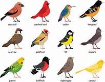 A graphical listing of types of birds, that are probably migratory.